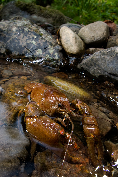 gambero, fiume, austropotamobius pallipes, val d'aveto